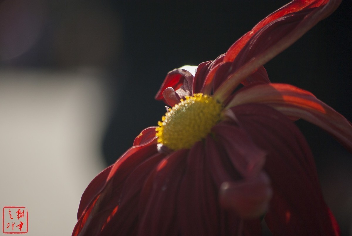 2020年天津水上公园菊花展。