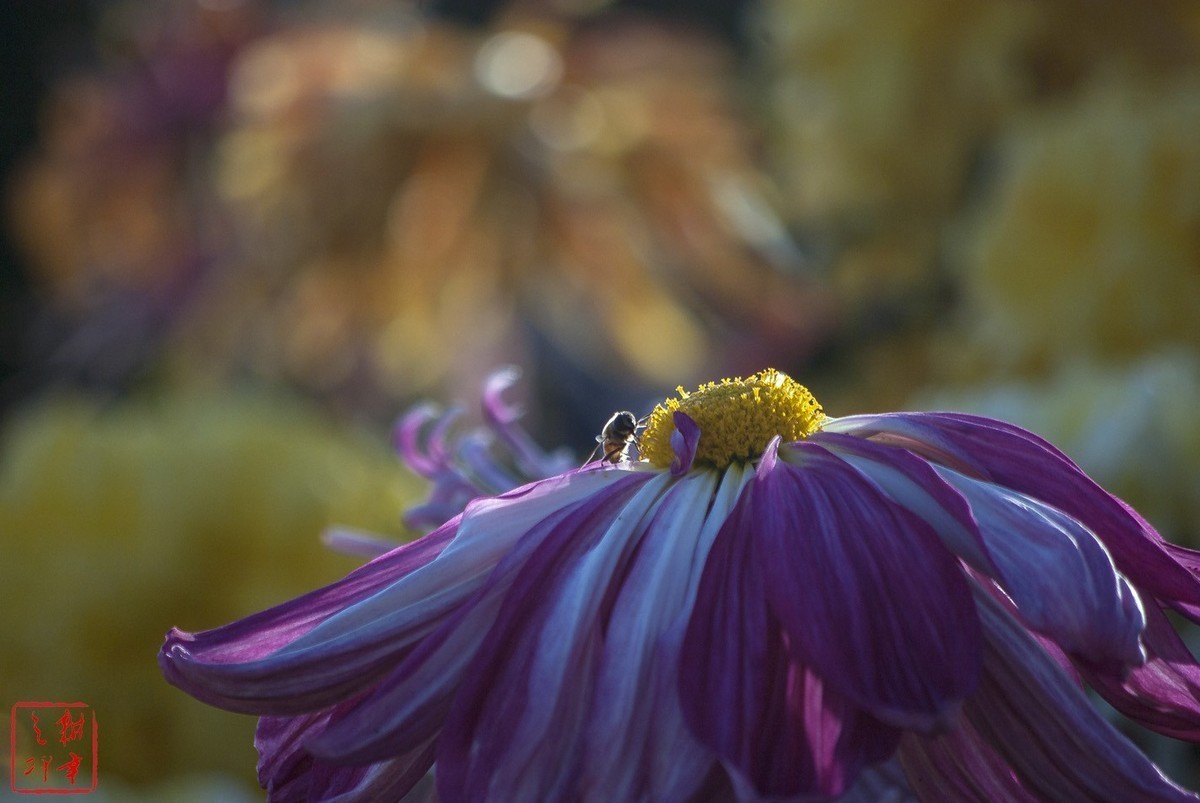 2020年天津水上公园菊花展。