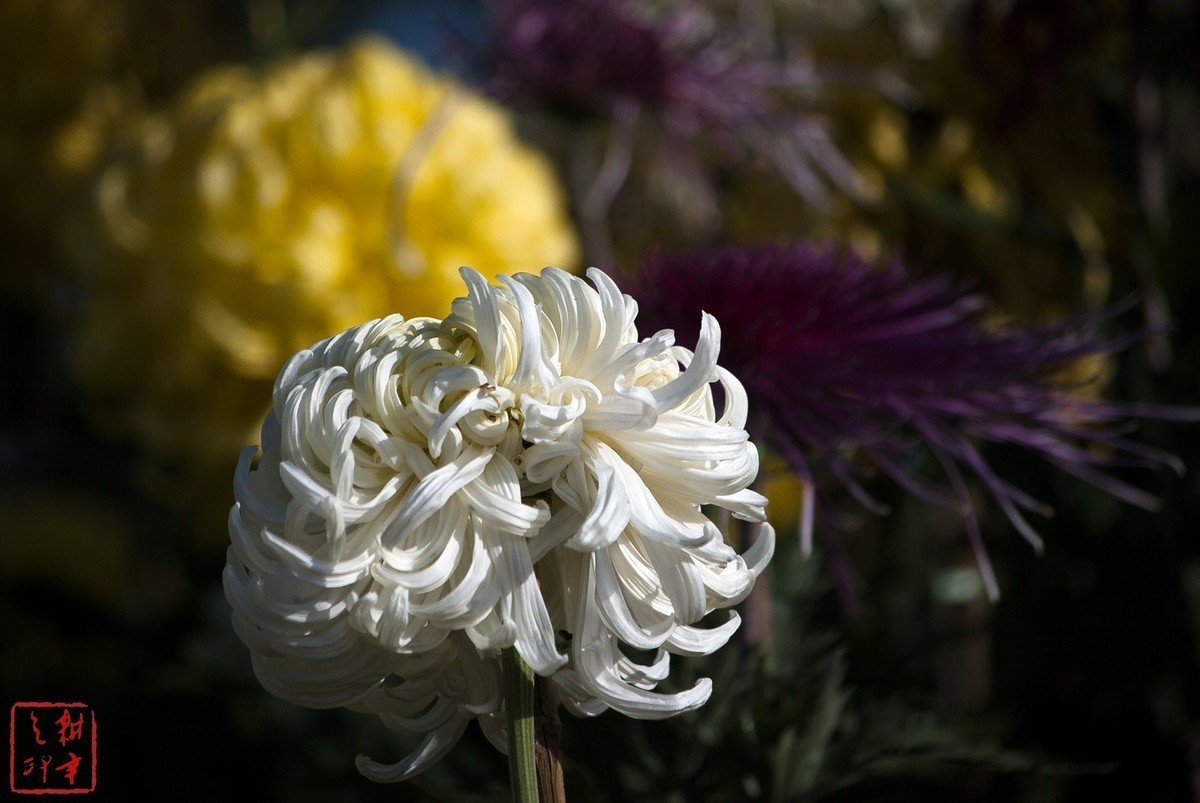 2020年天津水上公园菊花展。