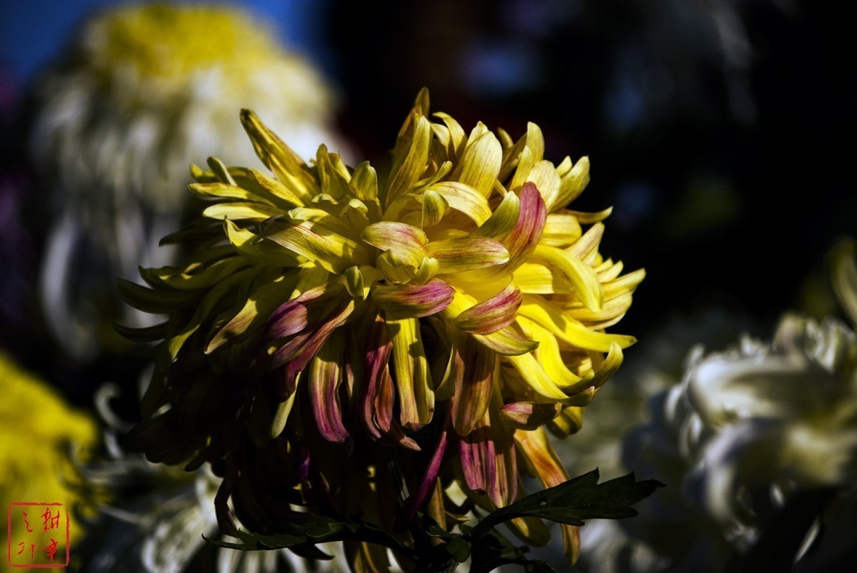 2020年天津水上公园菊花展。