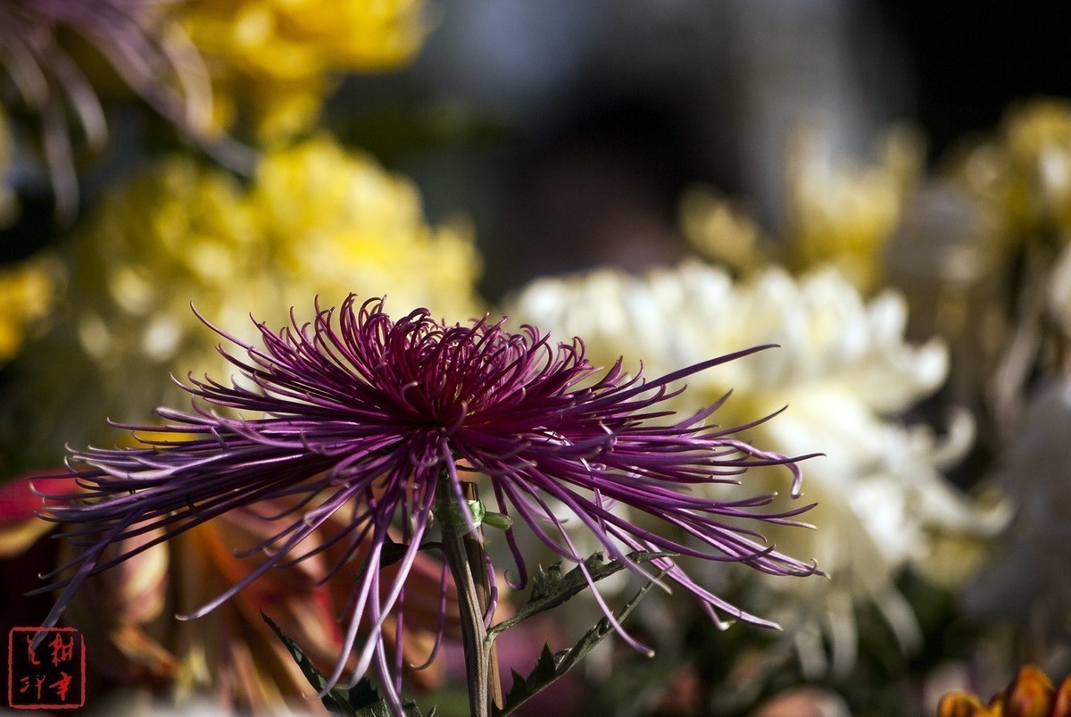 2020年天津水上公园菊花展。