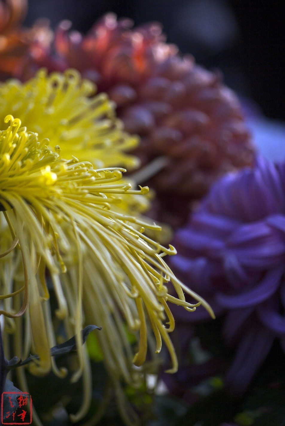 2020年天津水上公园菊花展。