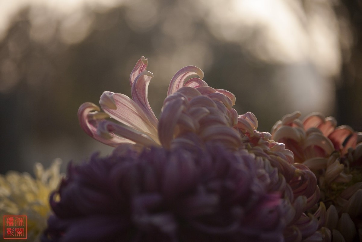 2020年天津水上公园菊花展。