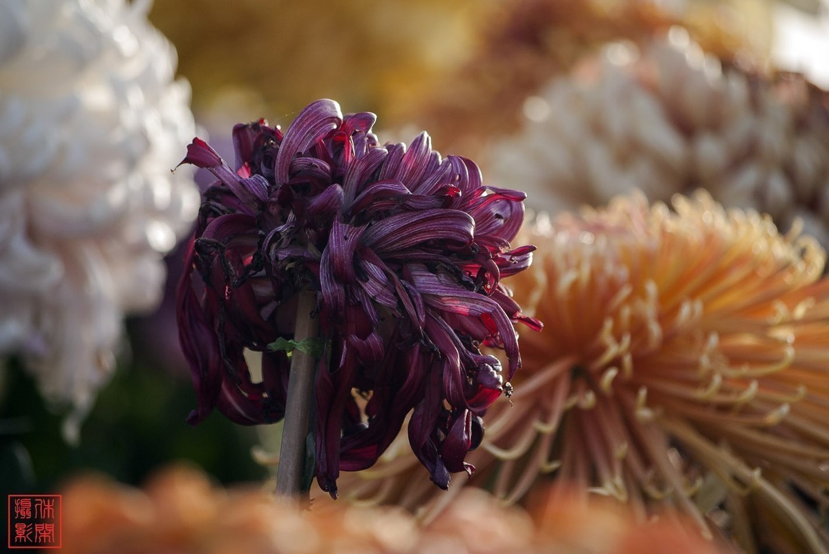 2020年天津水上公园菊花展。