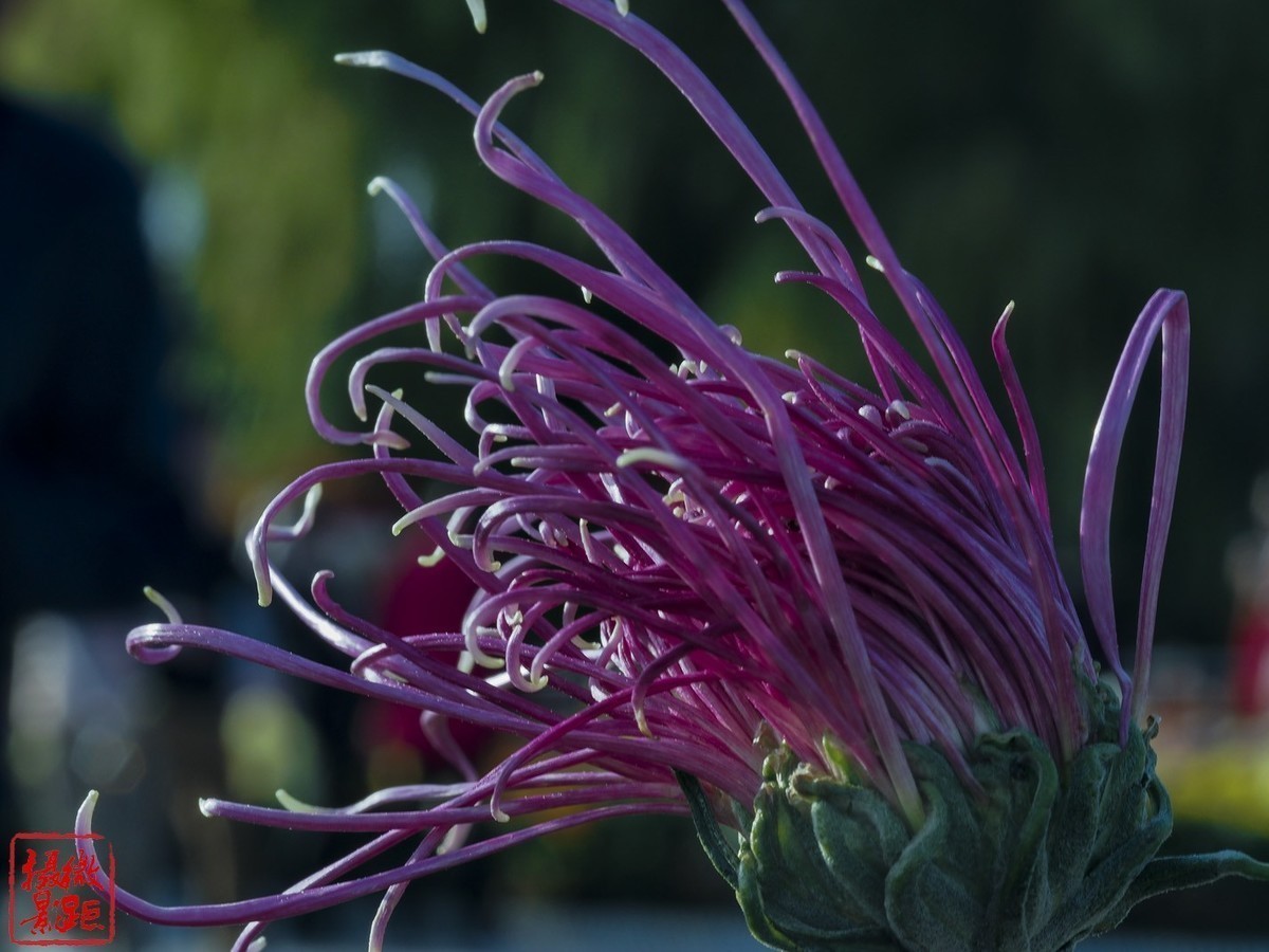 2020年天津水上公园菊花展。