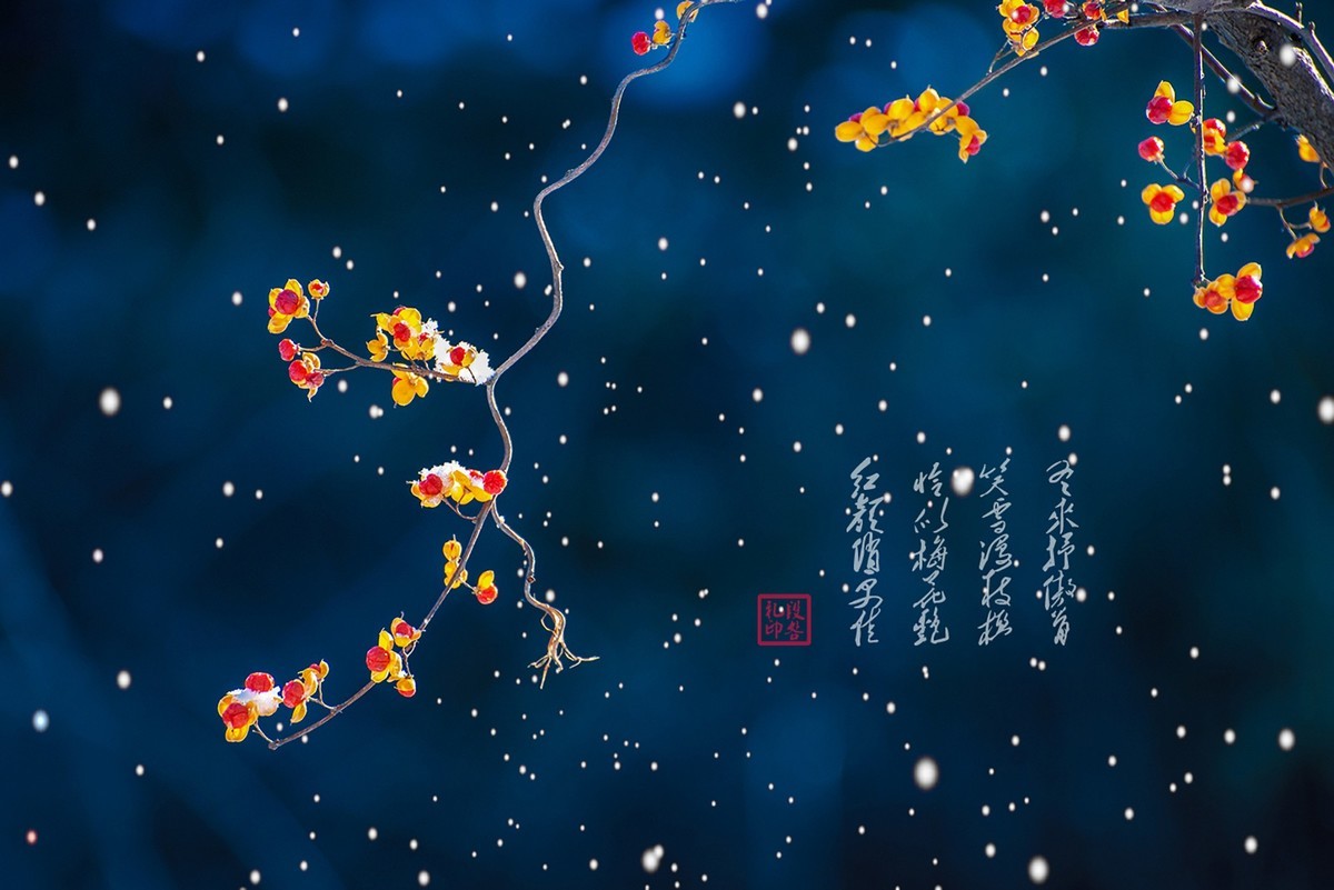 风雪中的南蛇藤