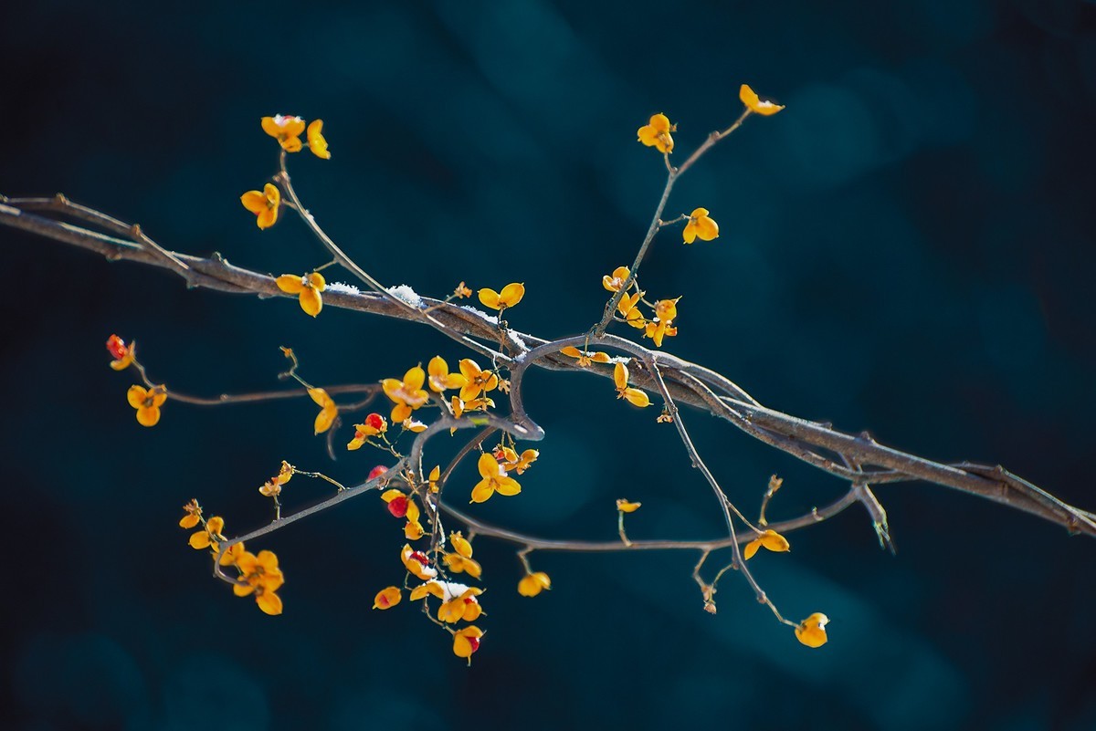 风雪中的南蛇藤