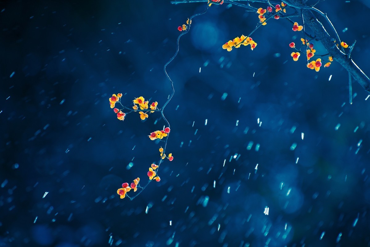 风雪中的南蛇藤