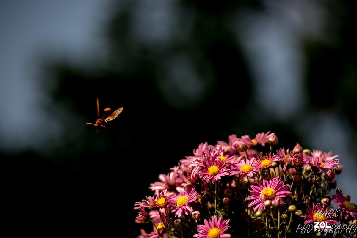 菊花展---好久没来发帖了，惭愧