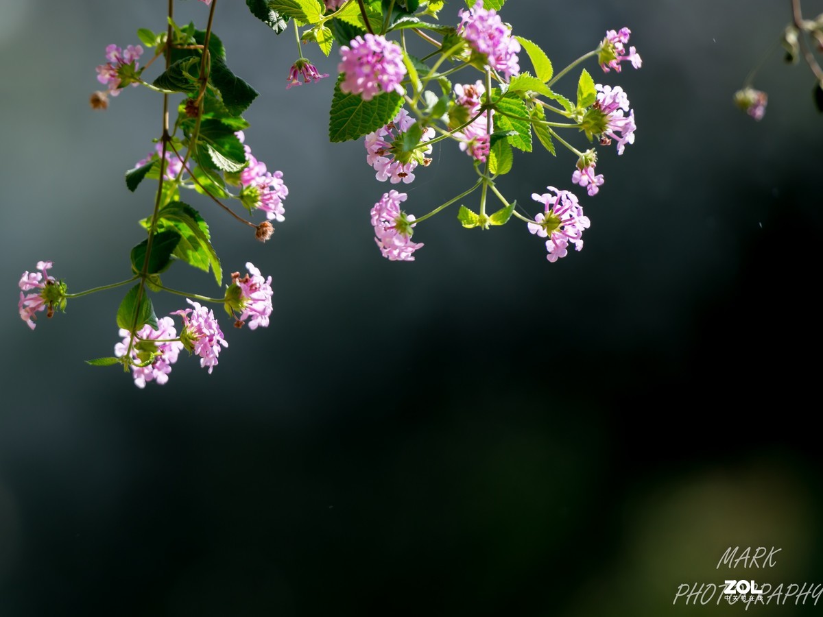 菊花展---好久没来发帖了，惭愧