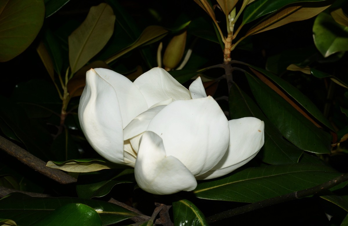 木兰花开（广玉兰）