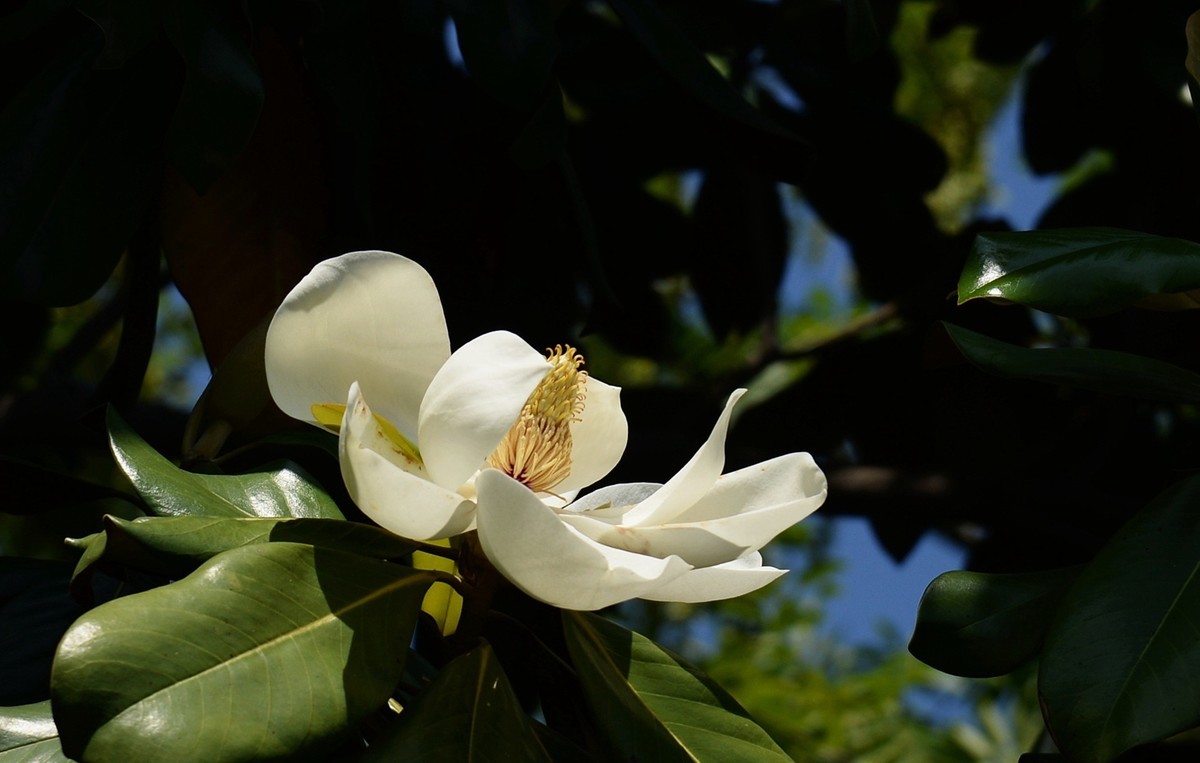 木兰花开（广玉兰）