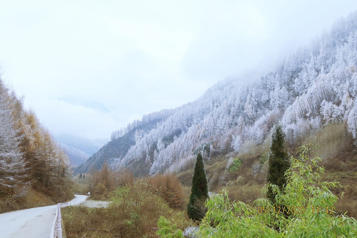 卧龙特区熊猫坪.秋与雪