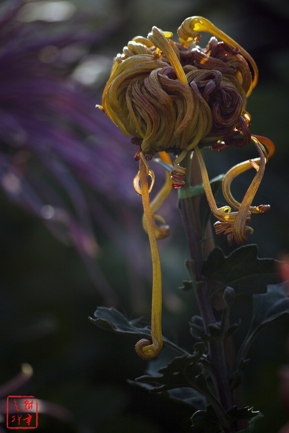 2020年天津水上公园菊花展。