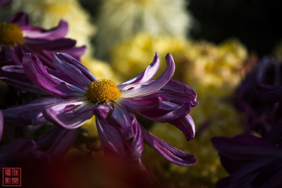 2020年天津水上公园菊花展。