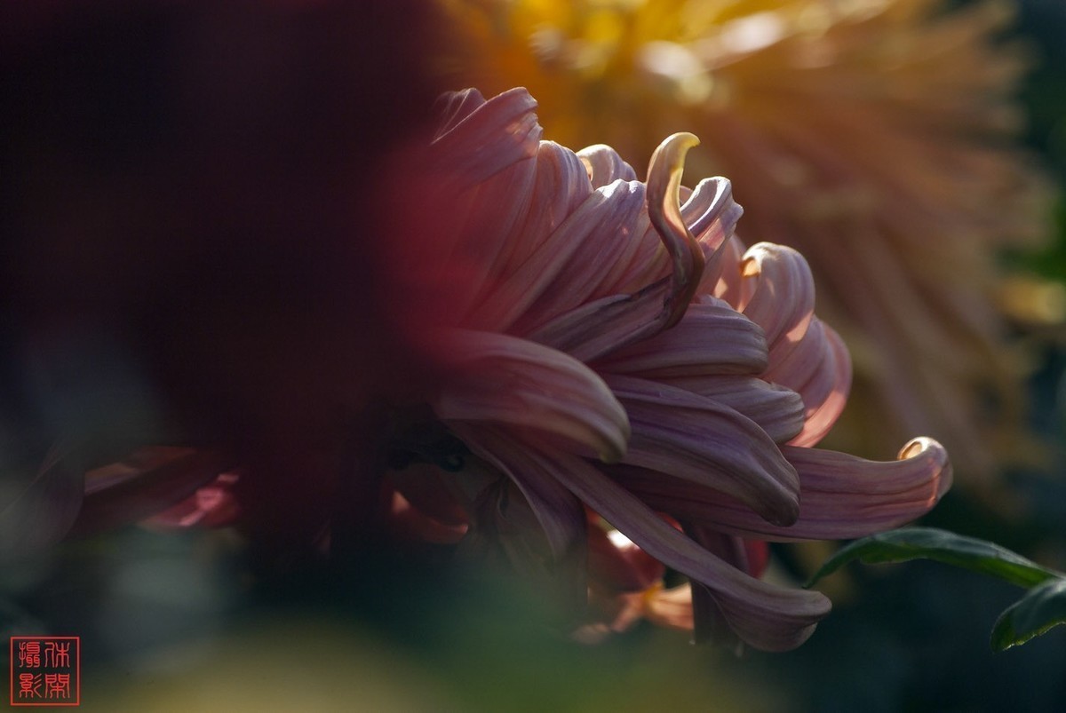 2020年天津水上公园菊花展。