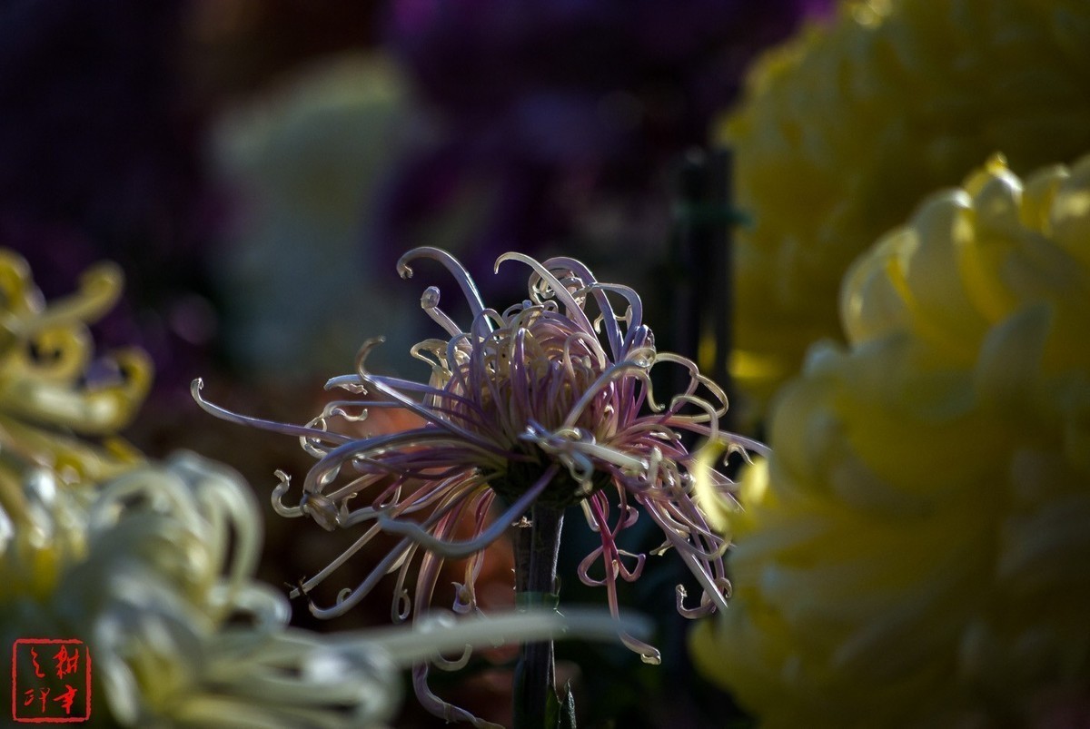 2020年天津水上公园菊花展。