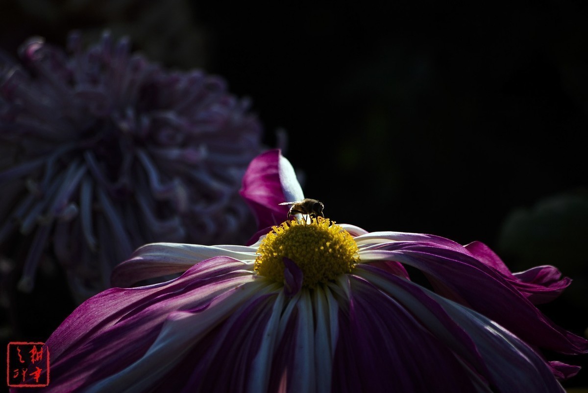 2020年天津水上公园菊花展。