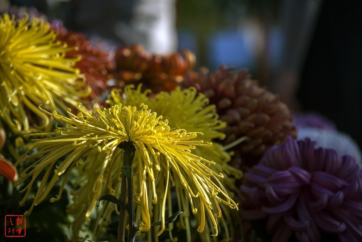 2020年天津水上公园菊花展。