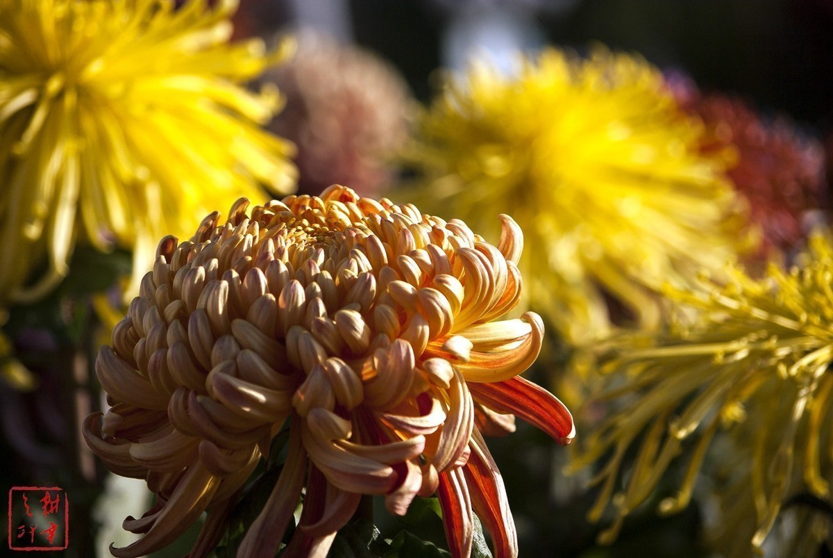 2020年天津水上公园菊花展。