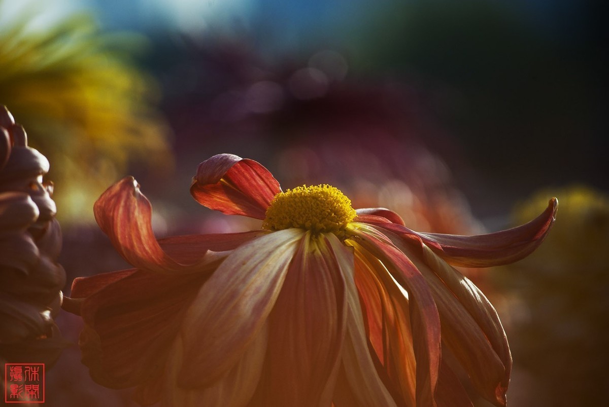 2020年天津水上公园菊花展。