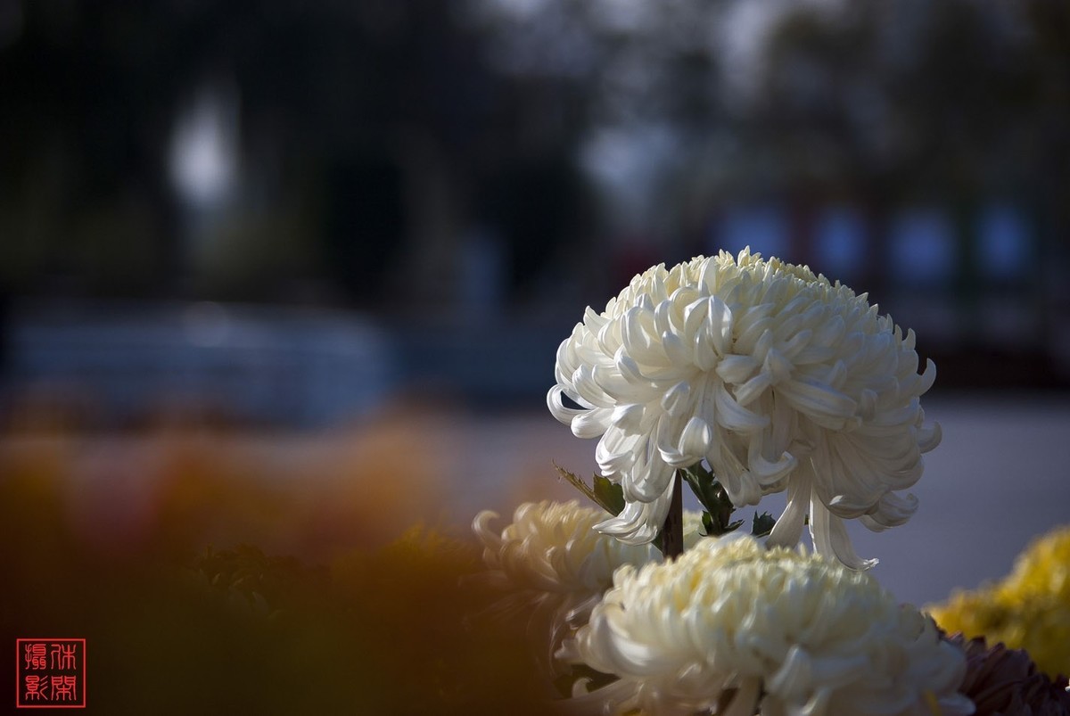 2020年天津水上公园菊花展。