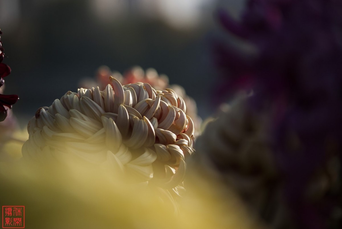 2020年天津水上公园菊花展。