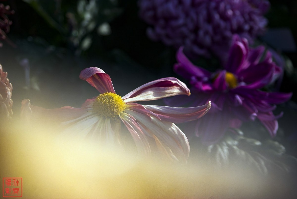 2020年天津水上公园菊花展。