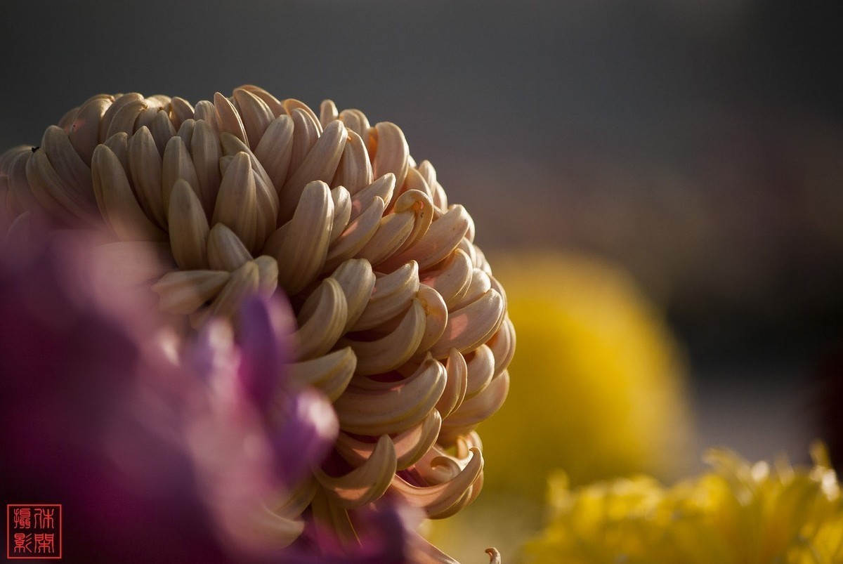 2020年天津水上公园菊花展。