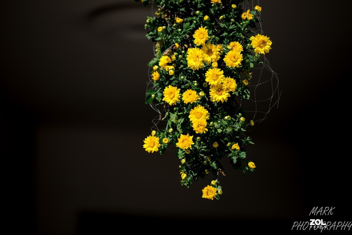 菊花展---好久没来发帖了，惭愧