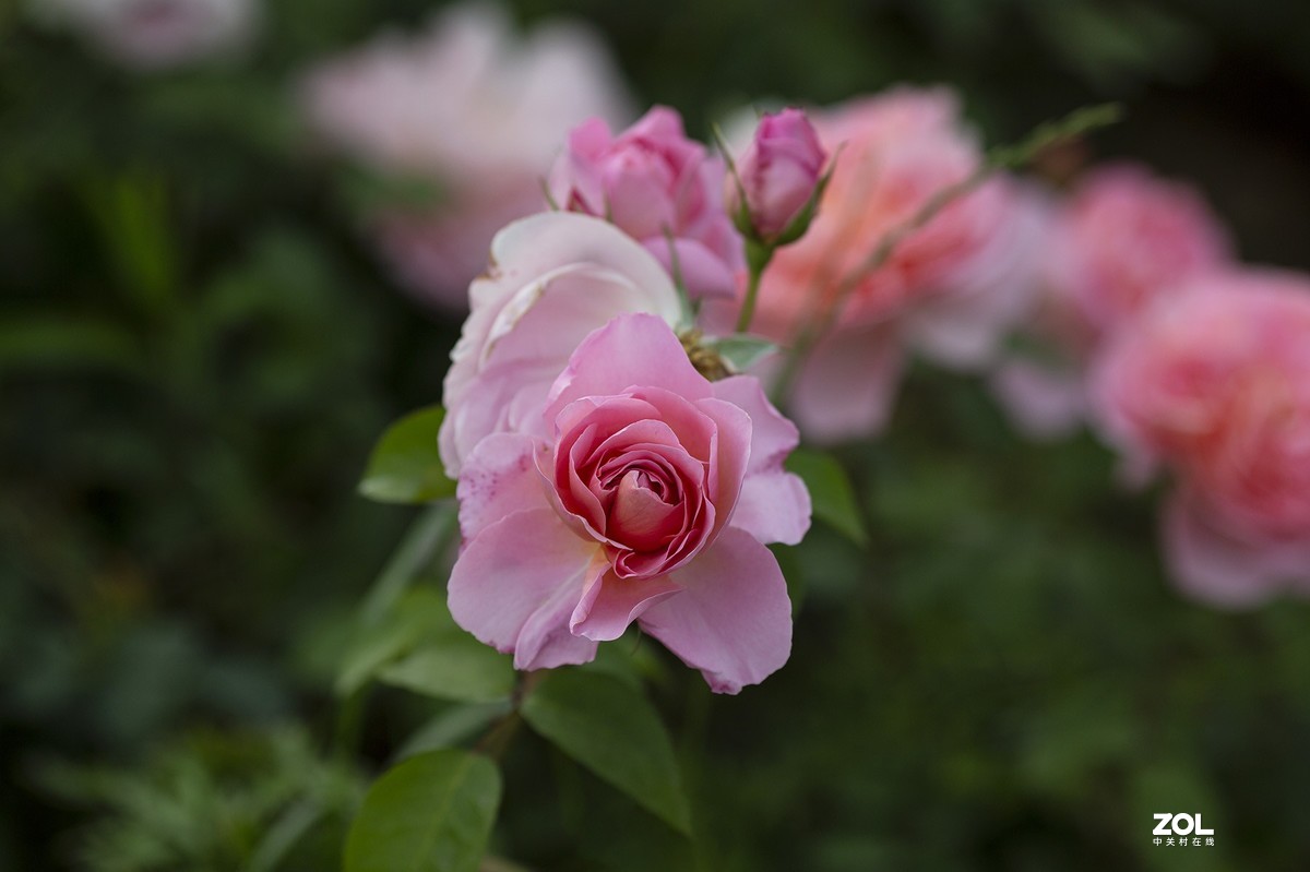 花香悠远粉黛袭人月季组图2