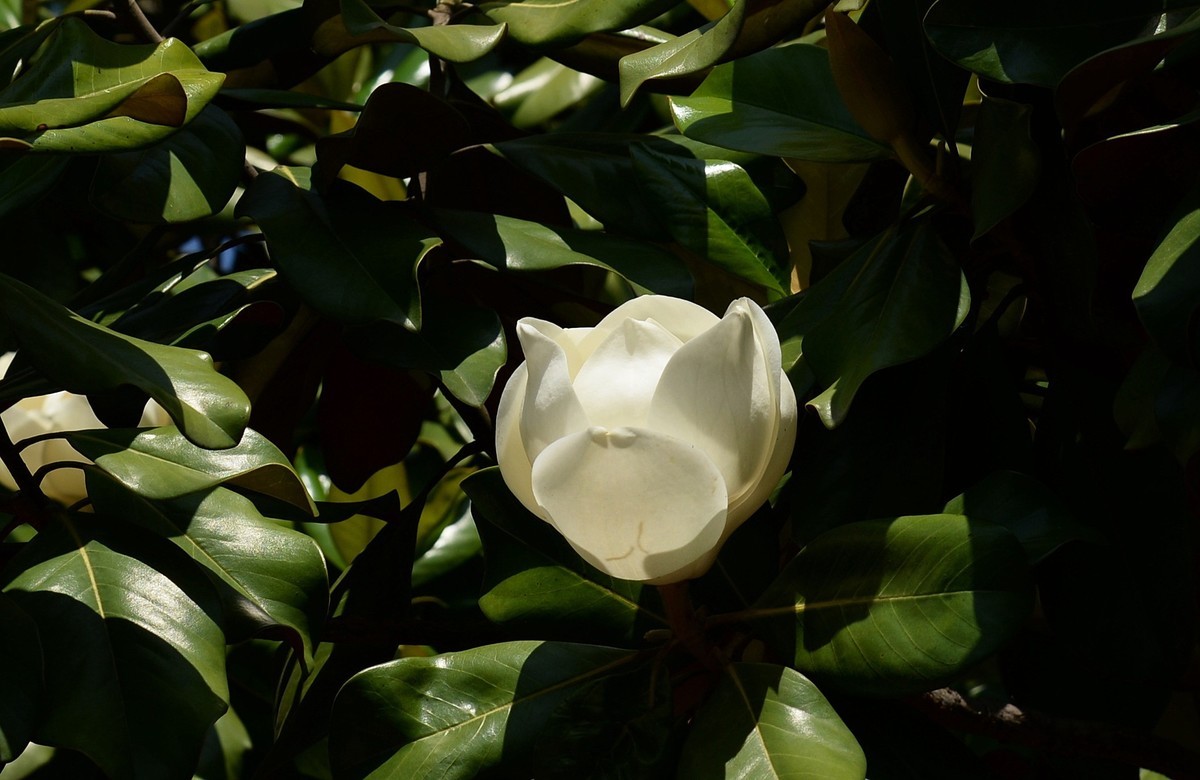 木兰花开（广玉兰）