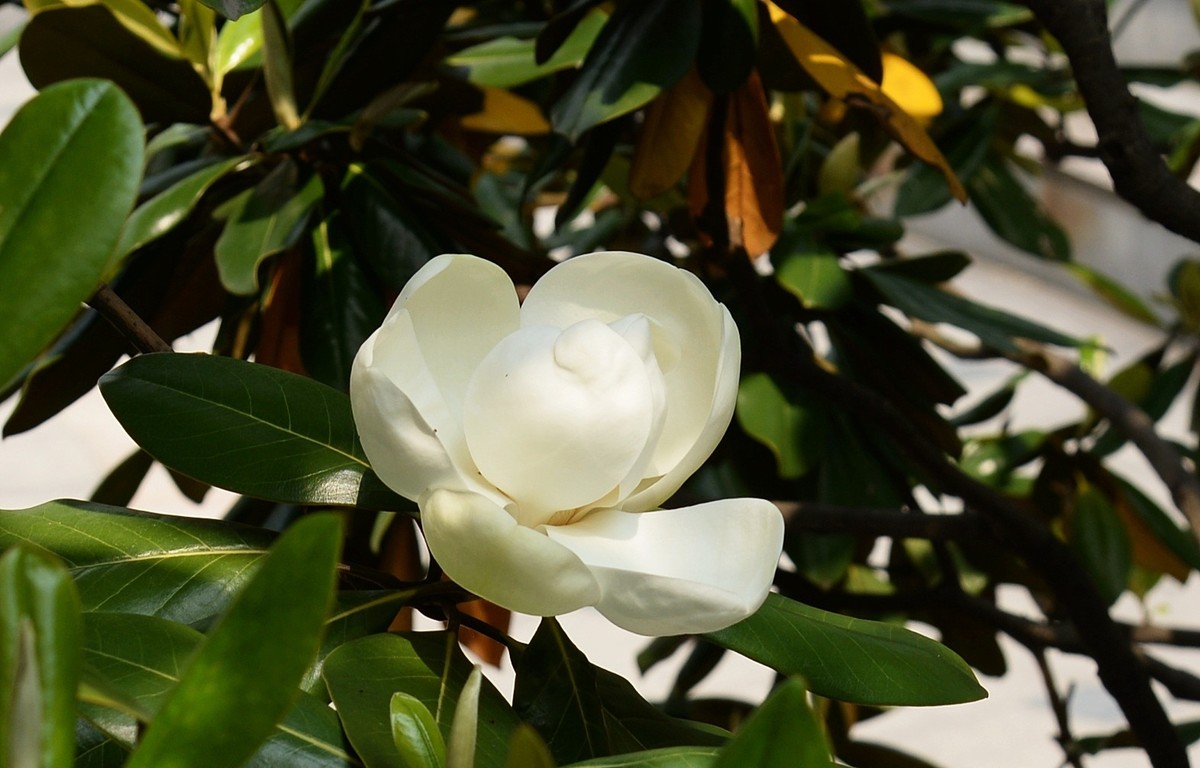 木兰花开（广玉兰）