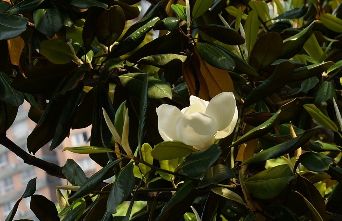 木兰花开（广玉兰）