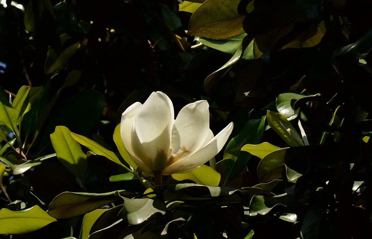 木兰花开（广玉兰）