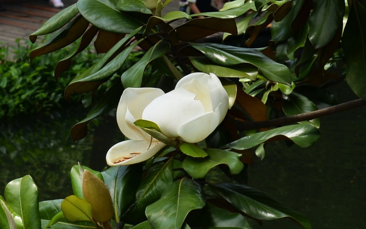 木兰花开（广玉兰）