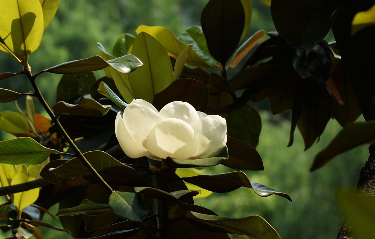 木兰花开（广玉兰）