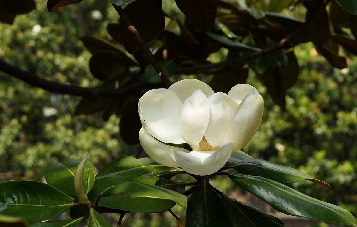 木兰花开（广玉兰）
