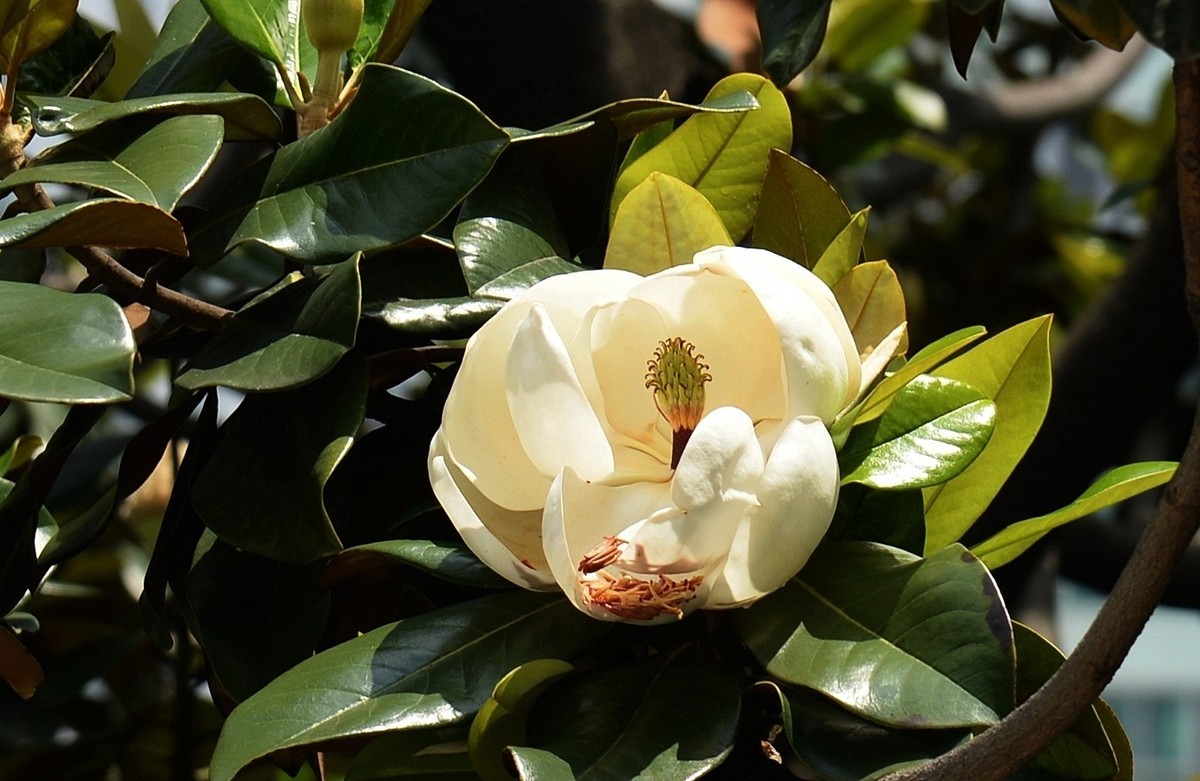 木兰花开（广玉兰）