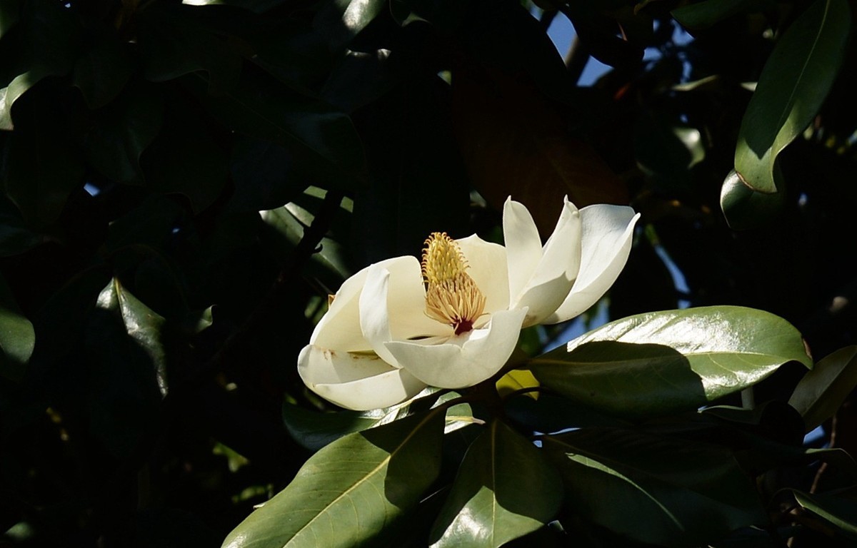 木兰花开（广玉兰）