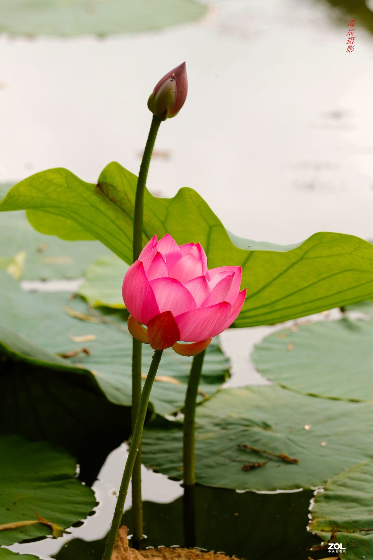 荷花之美,荷花之醉