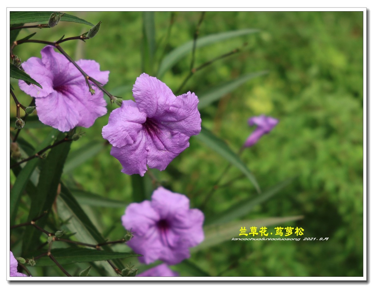 兰草花.茑萝松【5】