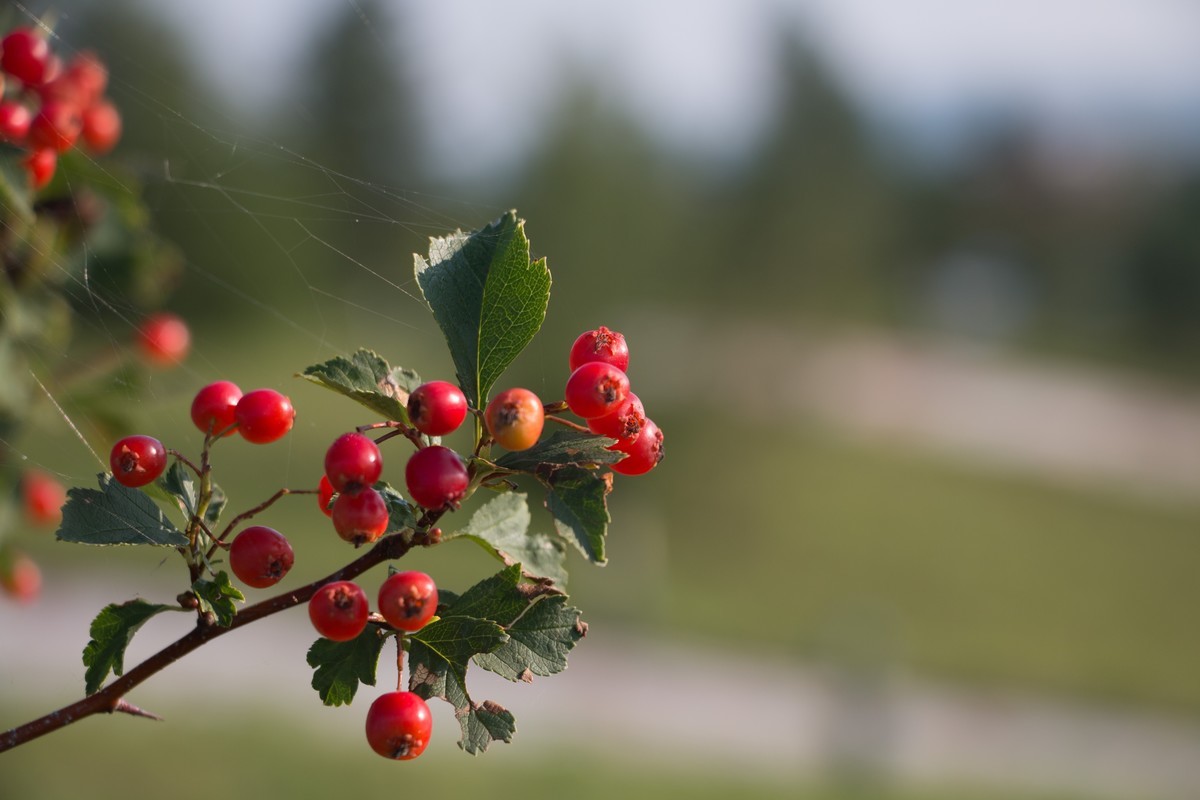 面果  （不知道这果树的学名）
