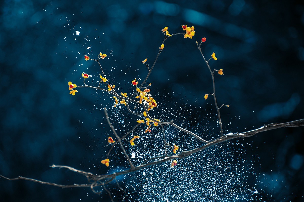 风雪中的南蛇藤