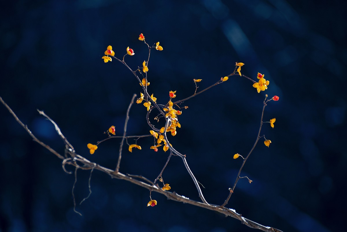 风雪中的南蛇藤