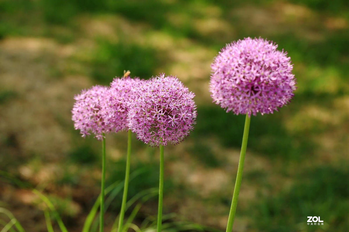 小球花图片