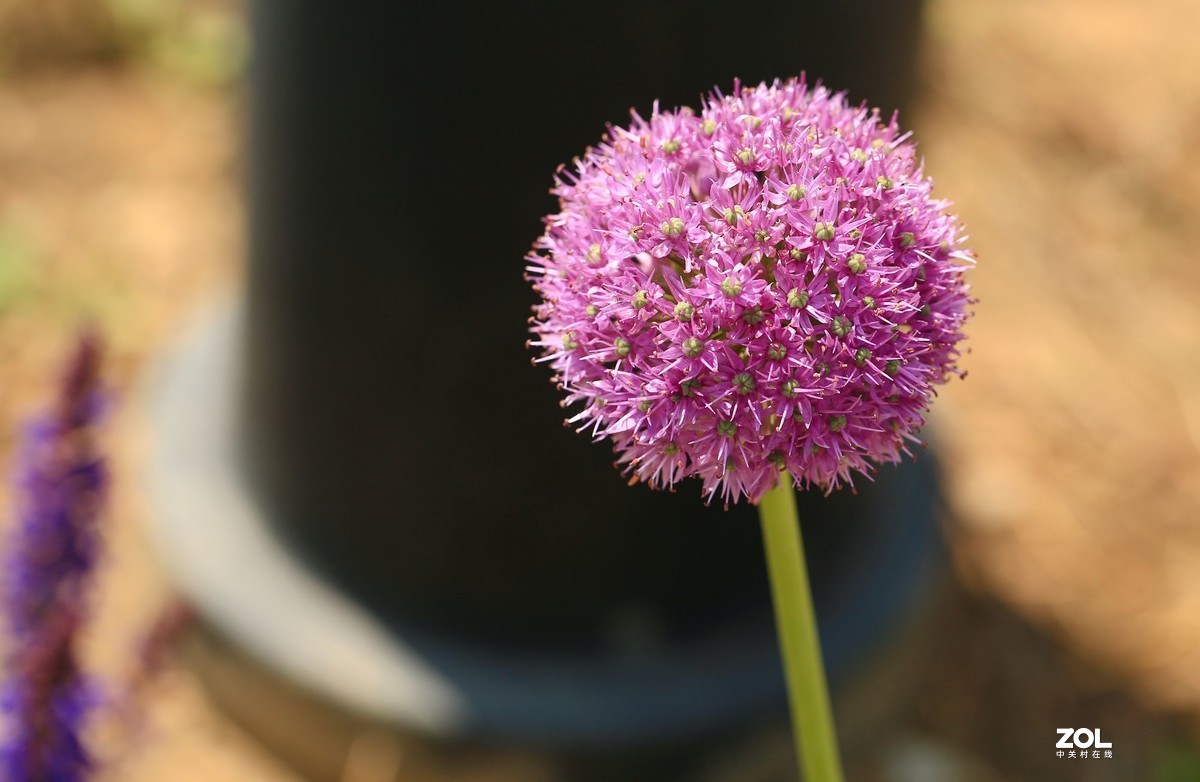 小球花图片