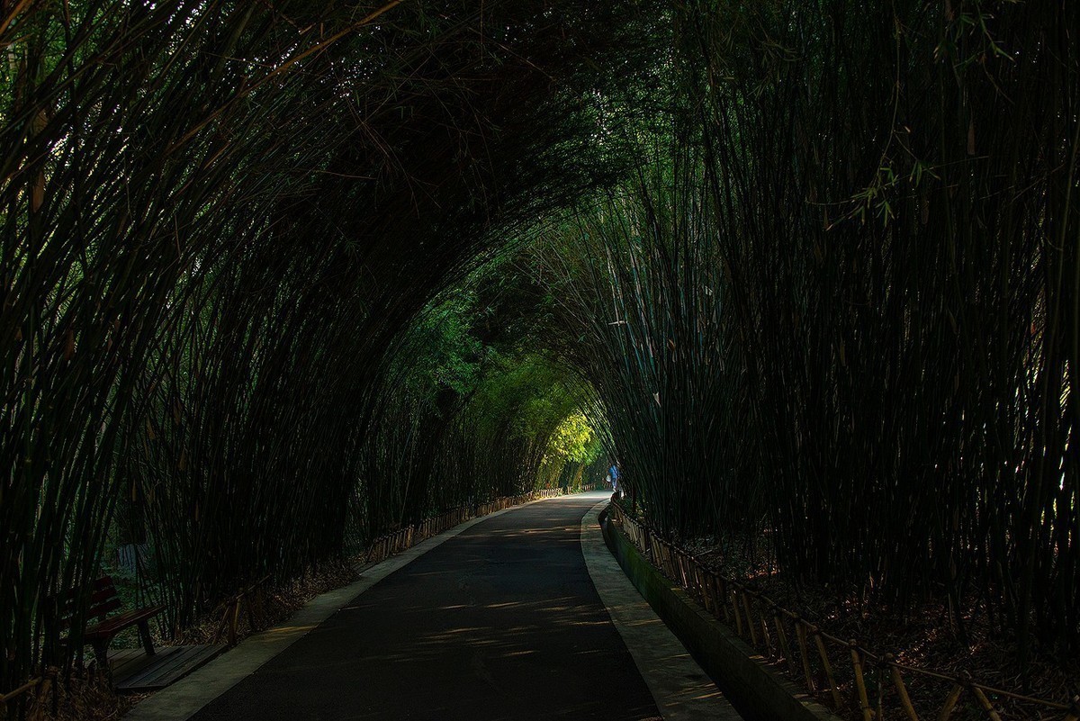 竹子隧道