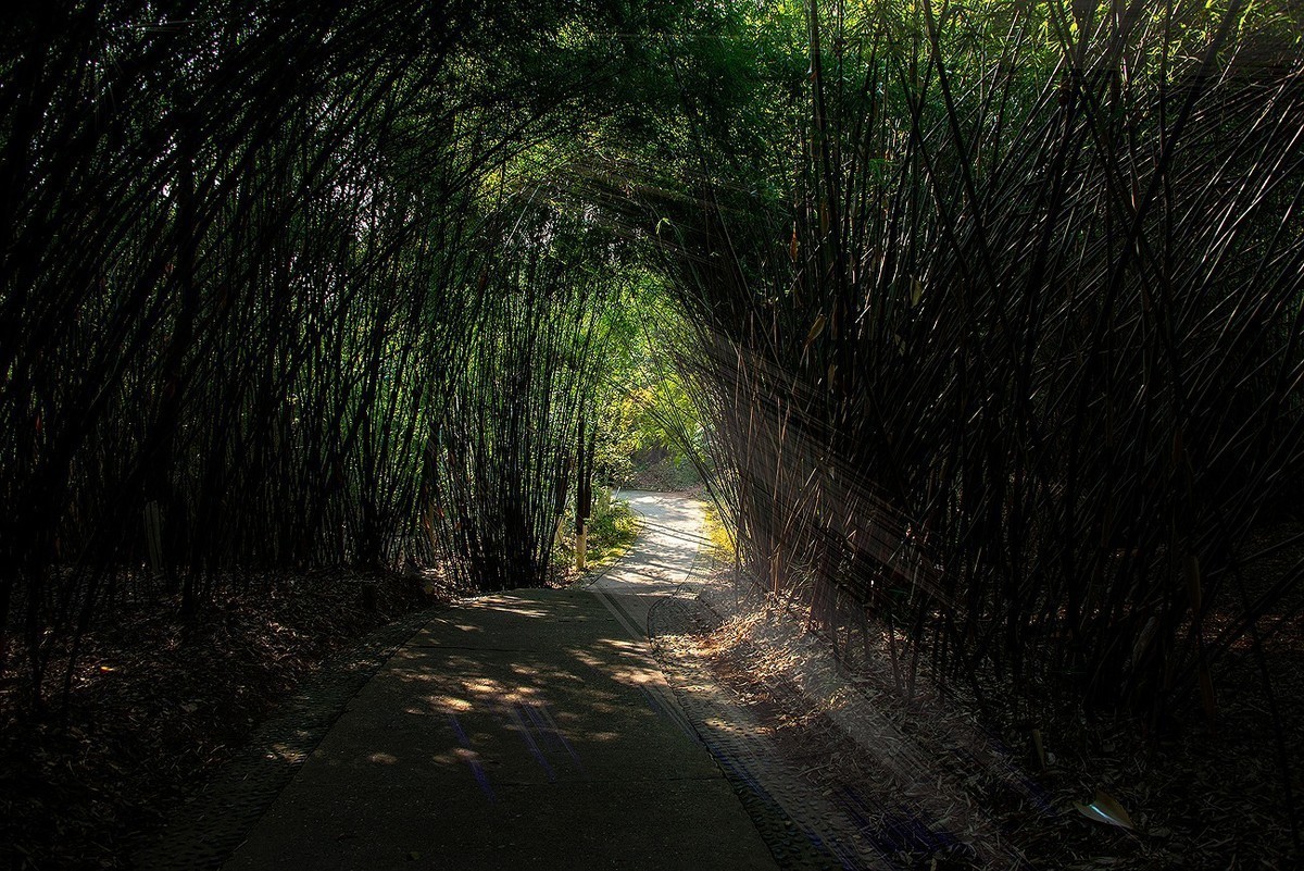 竹子隧道