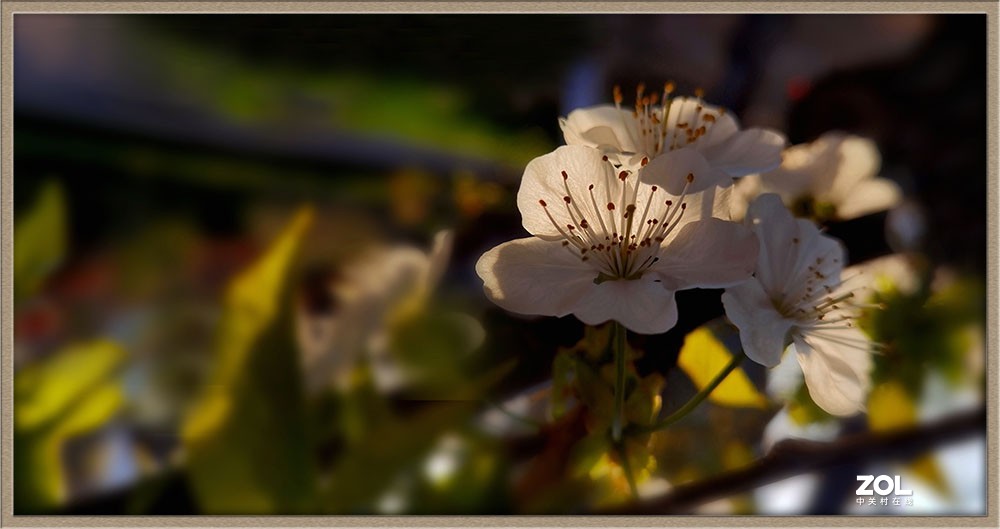 樱桃花---2